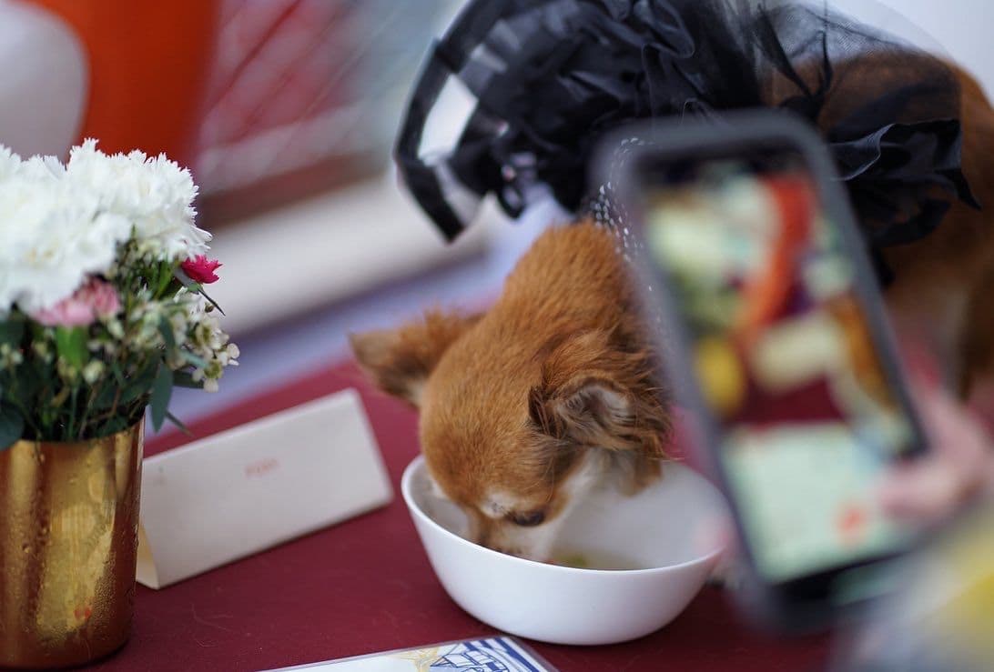 One of the dog's courses, plated as carefully as the human menu