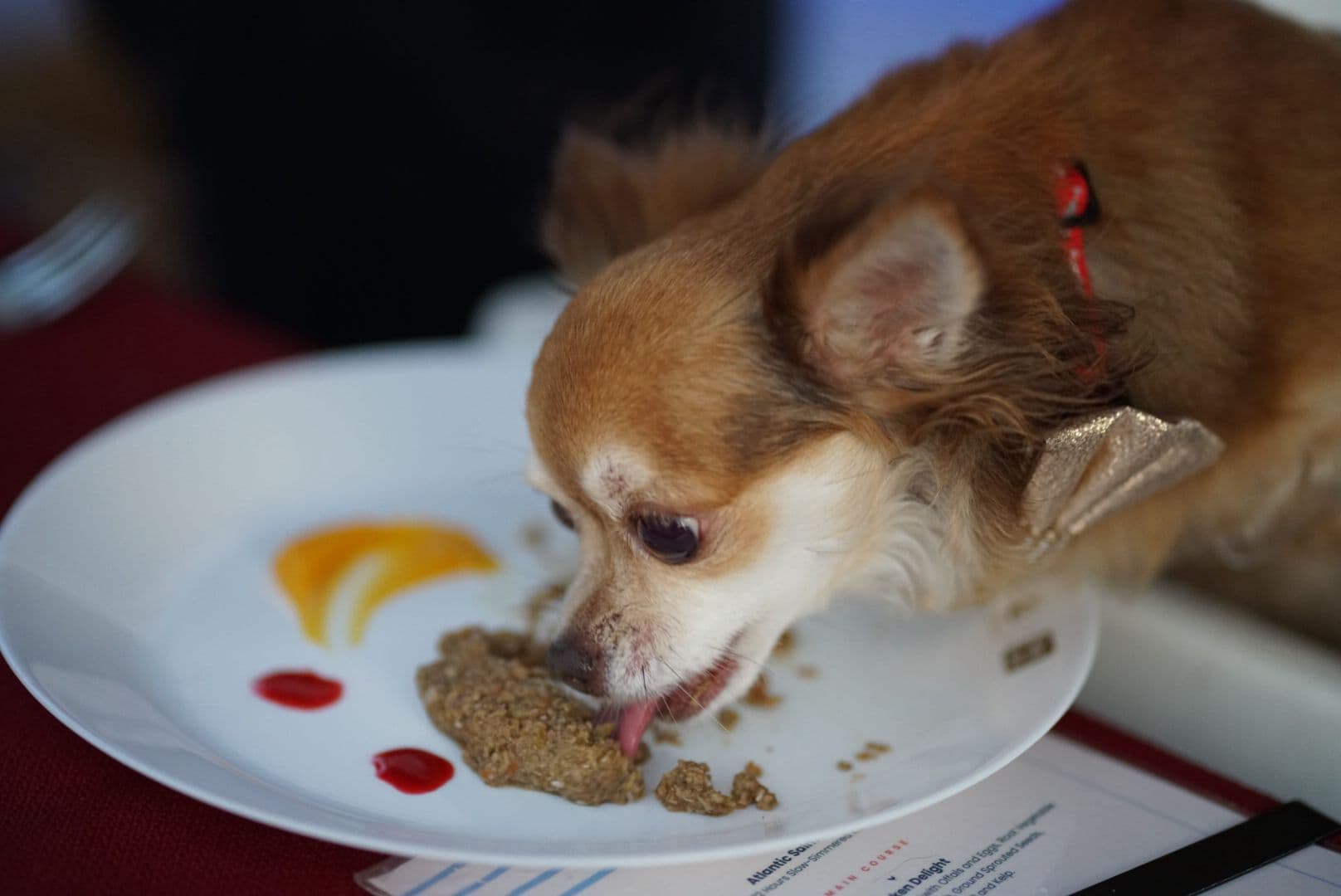 Another course from the curated three-course meal served to dogs on board