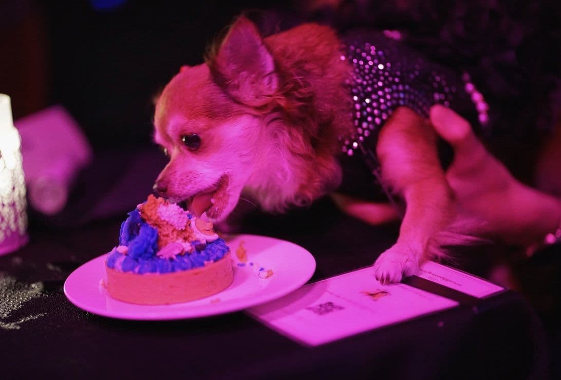 A final dish from the dog menu, plated alongside the human courses