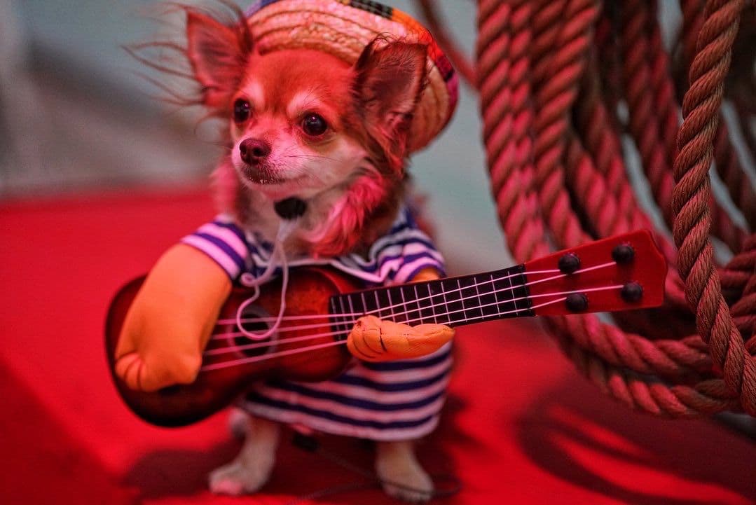 A dog relaxing alongside its owner during the dinner cruise