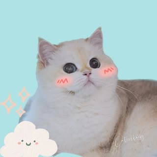 Catzilla.SG | Singapore British Shorthair / British Longhair / Ragdoll / Munchkin (Pedigree) Champion Bloodline Kittens logo